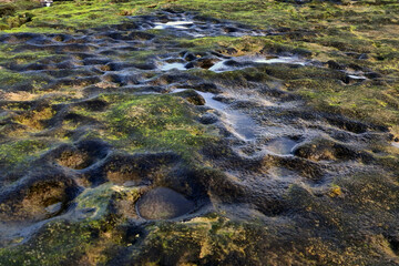 Seabed on low tide. Close up 