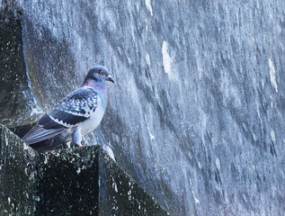 The rock dove beautiful bird sitting on stupa - Powered by Adobe