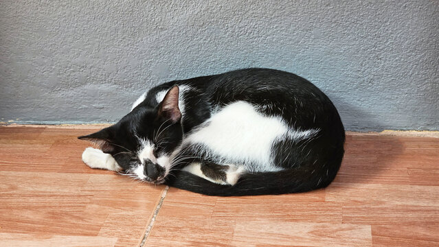 Photo closeup shot of a cute black and white cat sleeping