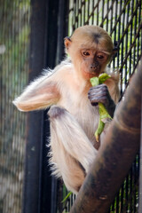 portrait baby Bekantan