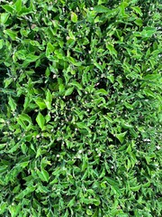 green leaves background