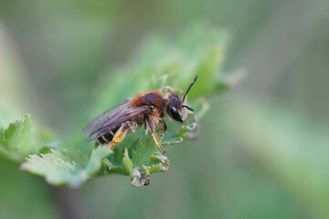Closeup on a Short-fringed Mining Bee - Andrena dorsata sitting on the tip of a thistle