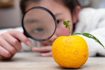 虫眼鏡で柚子を見る子供