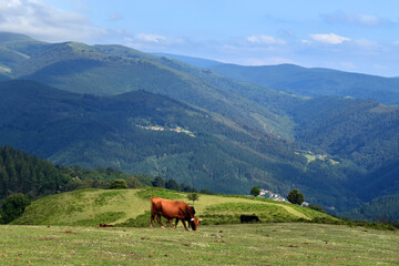 Fototapeta na wymiar Cows in one of the green meadows of the Gorbea or Gorbeia Natural Park. Basque Country. Spain