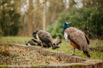 Multiple peacocks in the park