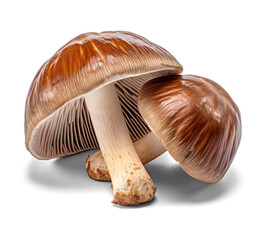 Unic Mushrooms on Transparent Background
