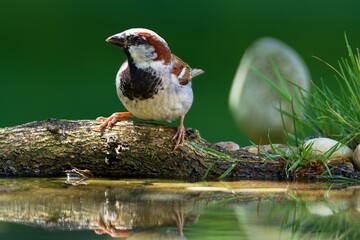 House sparrow on a stick by the water of a bird watering hole. Czech Republic.