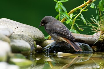  Juvenile male black redstart ( Phoenicurus ochruros) stands on a stone by the water. Czech Republic. 