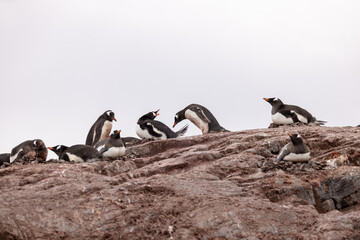 A Gentoo penguin defending its nest from another penguin trying to steal a rock.
