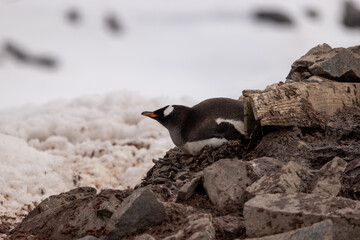 A single Gentoo penguin laying on a nest.