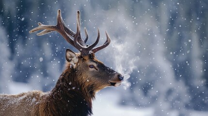 Deer, Winter Wildlife An animal native to cold environment