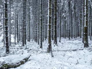 Snowy forest in the Belgian High Fens region