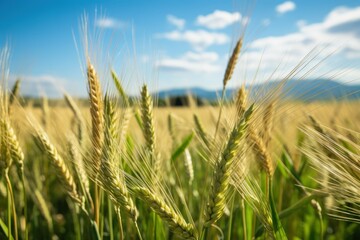 Obraz premium Newly grown wheat in a field