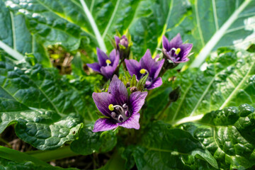 Violet flowers of wild Mandragora plant