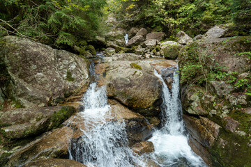 Trail in Shiratani Unsuikyo Ravine on Yakushima Island