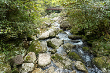 Trail in Shiratani Unsuikyo Ravine on Yakushima Island