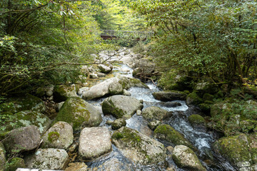 Trail in Shiratani Unsuikyo Ravine on Yakushima Island