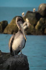 Brown Pelican Bird