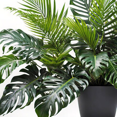 Green leaves of tropical plants, bushes, indoor flower arrangement, home garden, white background,