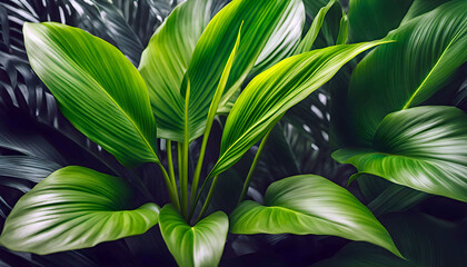 Green leaves of tropical plants, bushes, indoor flower arrangement, home garden, white background,