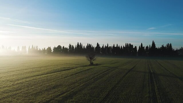 Lone Tree in the Embrace of Dawn Mist