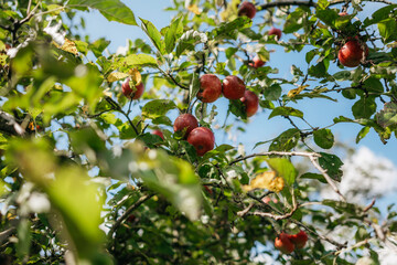 Fototapety na wymiar - Fototapeta24.pl