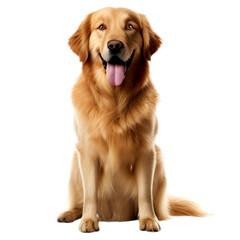 Golden retriever dog sitting, isolated on transparent or white background