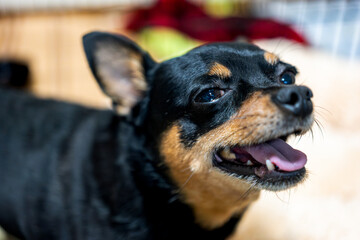 クッションに乗る犬