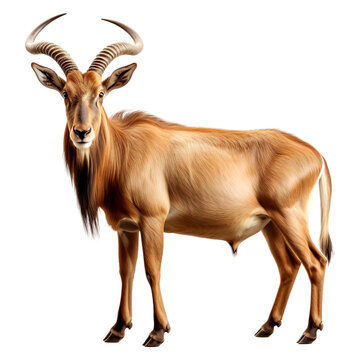 Portrait of Hartebeest animal, isolated on transparent or white background