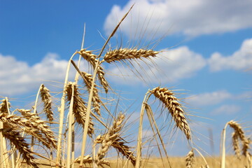 Kornfeld, &Auml;hren, blauer Himmel mit Wolken