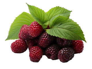 Loganberry Fruit on white background