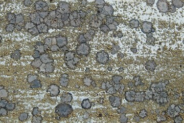 Closeup of rock surface with lichen and moss in spring.