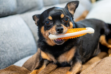 おもちゃを齧る犬