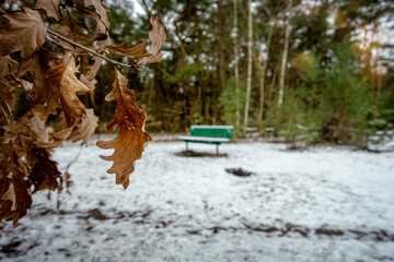 Obraz premium Herbstlaub im Winter