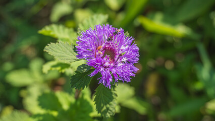 Close up of a bees and worm on blooming Brazil button flower or Larkdaisy on blurred natural green background with copy space.