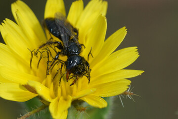 Colorful closeup on a black and sparsely-haired andrenid solitary bee, Panurgus in a yellow flower