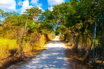 Natural tropical way walking path jungle nature palm trees Mexico.