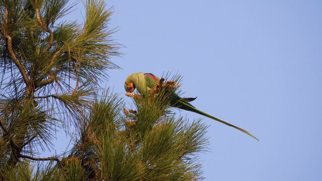 Wintering parrots. Rose-ringed parrakeet (Psittacula krameri) prefers to eat Corsican pine (Pinus brutia) seeds from cones . Iran