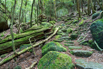 Trail in Shiratani Unsuikyo Ravine on Yakushima Island