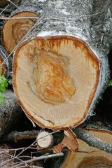 Closeup of pile of wooden tree logs ready for use as firewood in summer.