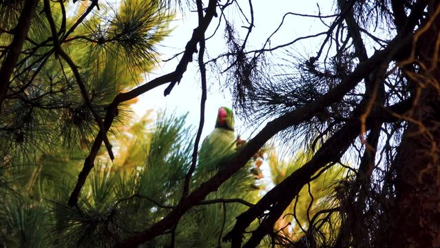 Wintering parrots. Rose-ringed parrakeet (Psittacula krameri) prefers to eat Corsican pine (Pinus brutia) seeds from cones. Iran