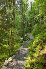 Fototapeta na wymiar Walking trail in forest in summer.