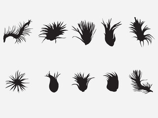 Fototapeta premium Set of tillandsia air plants silhouette Vector illustration collection on isolated white background