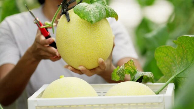 Farmer places harvested honeydew melon into tray in hydroponic farm