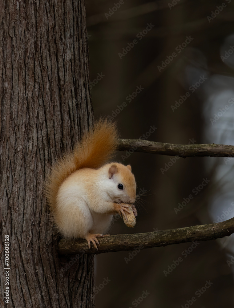 Canvas Prints White squirrel (leucistic red squirrel) in the autumn forest in Canada