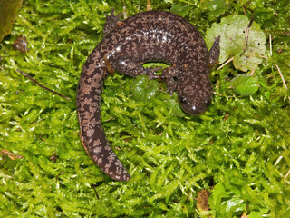 Closeup on the rare spotted or blotched Shahami salamander, Hynobius naevius, endemic to Japan