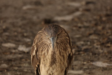 Close up Brown Night Heron Bird in Hong Kong nature 