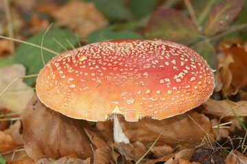 Obraz premium Closeup on a colorful red but poisonous fly agaric mushroom, Amanita Muscaria on the forest floor