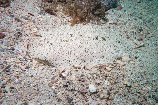 Moses Sole flat fish hiding in the sandy bottom, Musandam, Oman
