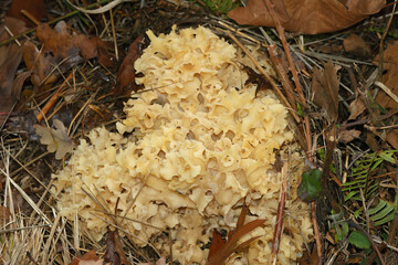 Close up on a pale colored cauliflower fungus, Sparassis crispa, growing in a forest